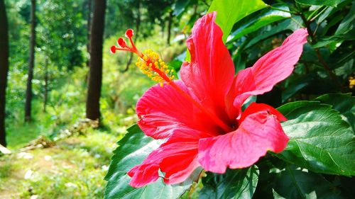 Close-up of red hibiscus blooming outdoors