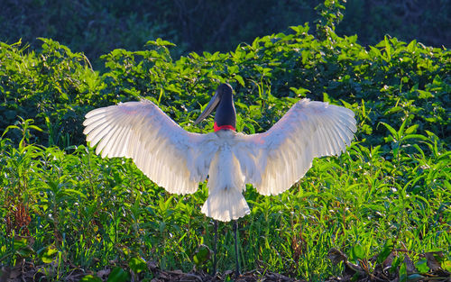 View of a bird flying