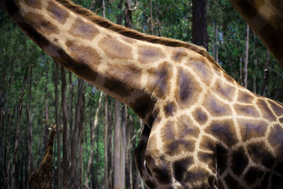 Giraffe in the forest