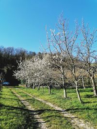 Bare trees on field against clear sky