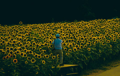 Rear view of man standing in sunflower field