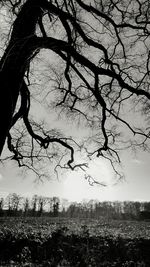 Bare trees against sky at dusk