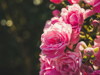 Close-up of pink rose flowers