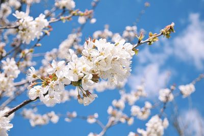 Low angle view of cherry blossoms