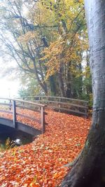 Sunlight falling on autumn leaves in park