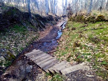 Stream amidst trees in forest
