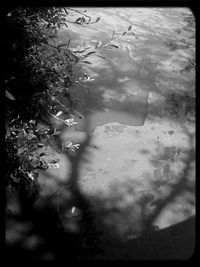 Close-up of flowers in water