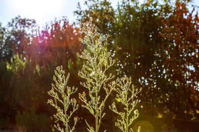 Close-up of frozen plants