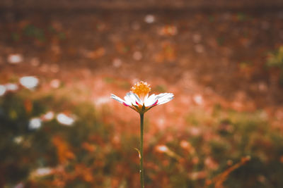 Close-up of flowering plant on field