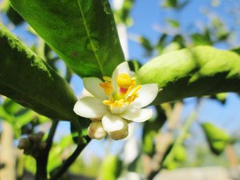 Close-up of yellow flower blooming outdoors