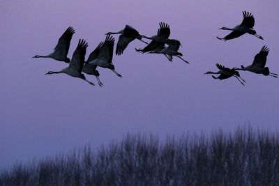 Low angle view of birds flying in sky