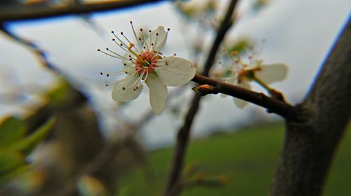 Close-up of flowers