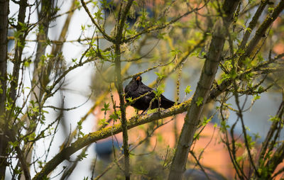 Bird perching on a tree