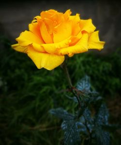 Close-up of yellow flower blooming outdoors