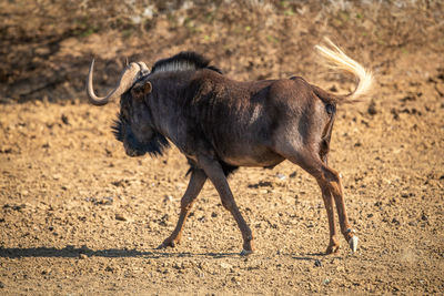 Side view of an animal