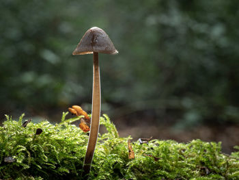 Close-up of mushroom growing on land