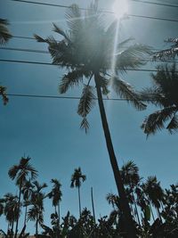 Low angle view of palm trees against sky