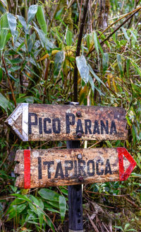 Close-up of sign board on tree