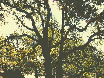 Low angle view of tree against sky