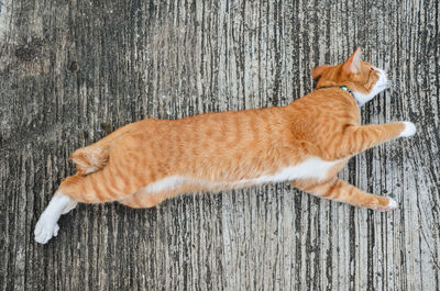 High angle view of cat lying on wood