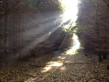 Sun shining through trees