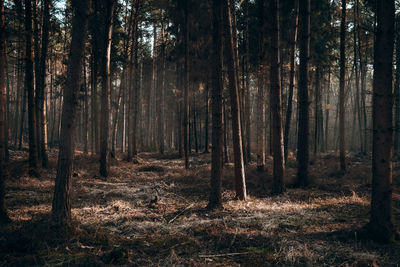 Trees in forest