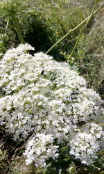 White flowers blooming in park