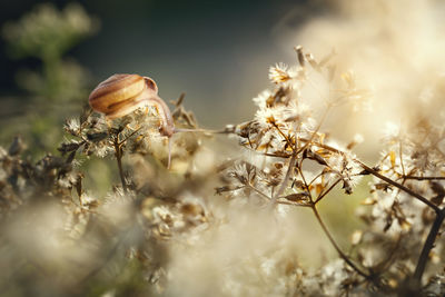 Close-up of wilted flower on field