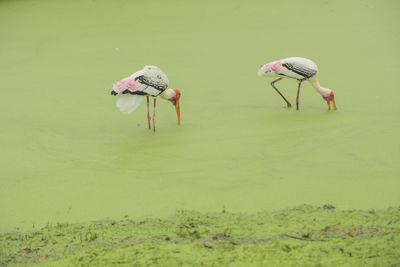 View of birds on the land