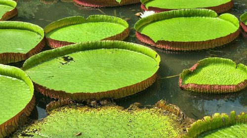 High angle view of lotus leaves floating on lake