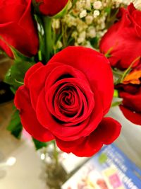 Close-up of red rose blooming outdoors