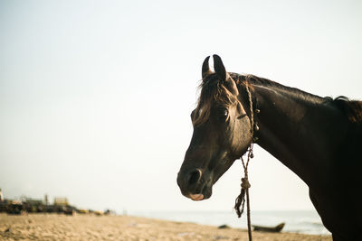 Horse on beach against clear sky