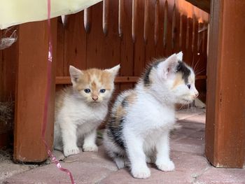 Portrait of cats sitting