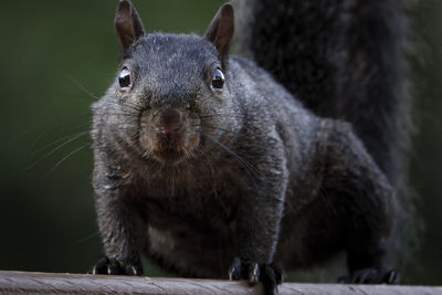 Close-up of squirrel