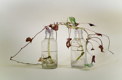 Close-up of flowering plant against white background