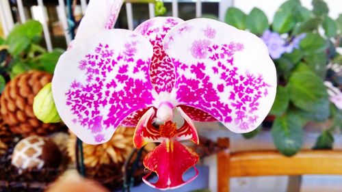 Close-up of pink orchid blooming outdoors