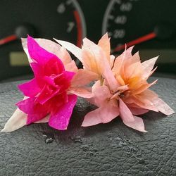 Close-up of pink flowers