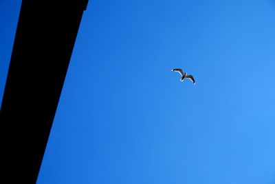 Low angle view of bird flying in sky