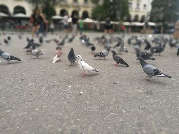 Birds perching on road