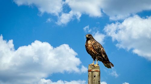 Low angle view of eagle perching on wooden post against sky