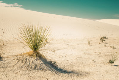 Plant growing on sand against sky