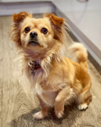 Portrait of dog at home