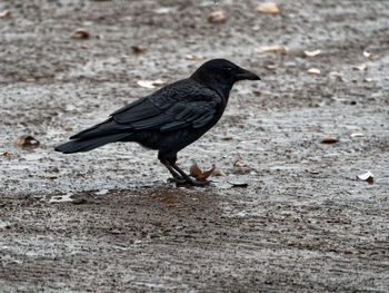 Close-up of bird perching on ground