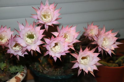 Close-up of pink flowering plant