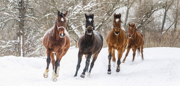 Horse standing on snow covered land