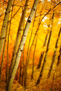 Close-up of yellow tree trunks in field