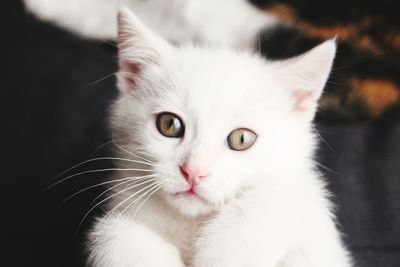 Close-up portrait of white cat