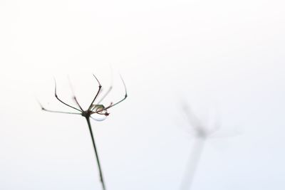 Close-up of insect against white background