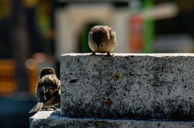 Close-up of birds perching on retaining wall