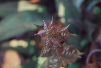 Close-up of red flowering plant